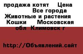 продажа котят  › Цена ­ 15 000 - Все города Животные и растения » Кошки   . Московская обл.,Климовск г.